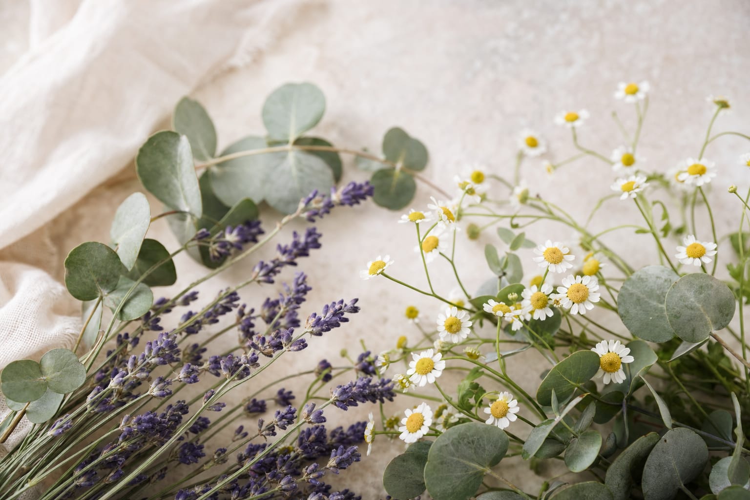 Soft natural light over calm botanicals